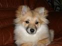 Wiiva